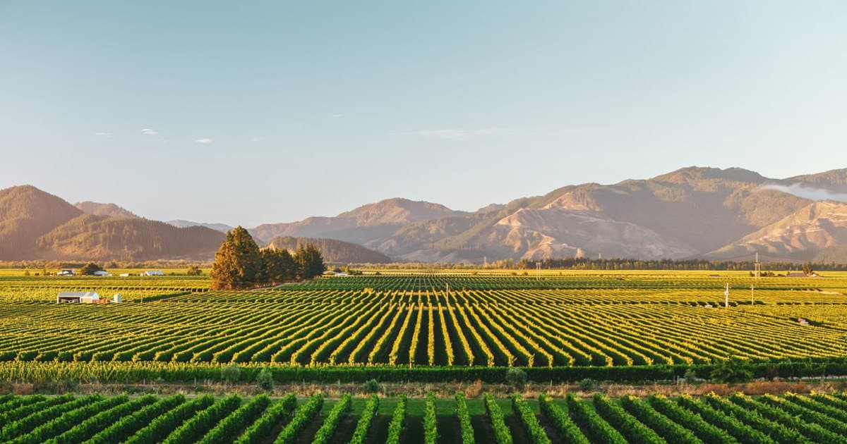 View across Marlborough vineyards